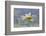 Oxeye Daisy Composite with Textured Background-Adam Jones-Framed Photographic Print