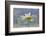 Oxeye Daisy Composite with Textured Background-Adam Jones-Framed Photographic Print