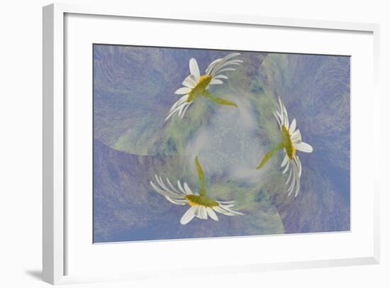 Oxeye Daisy Composite with Textured Background-Adam Jones-Framed Photographic Print