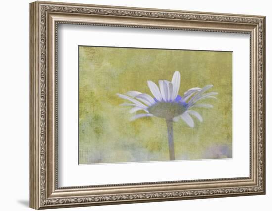 Oxeye Daisy composited with textured background-Adam Jones-Framed Photographic Print