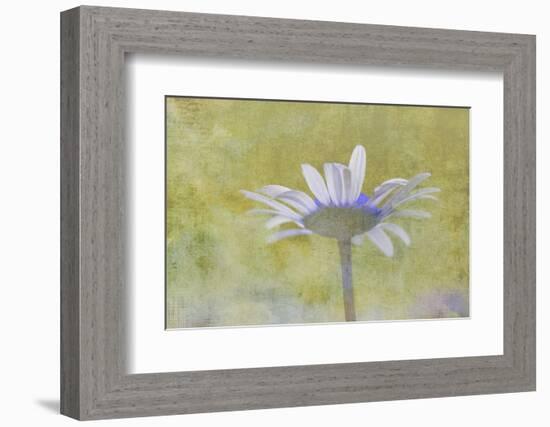 Oxeye Daisy composited with textured background-Adam Jones-Framed Photographic Print