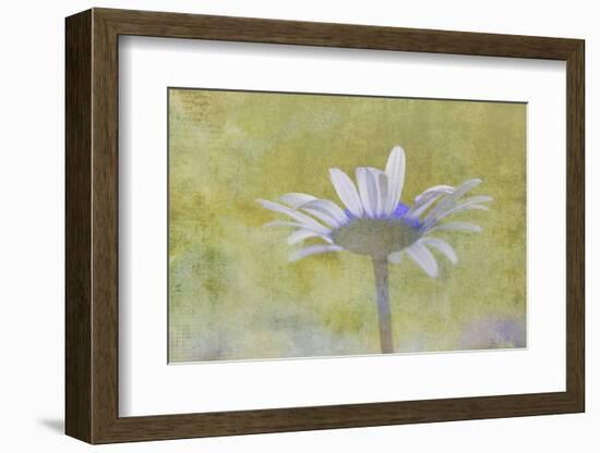 Oxeye Daisy composited with textured background-Adam Jones-Framed Photographic Print