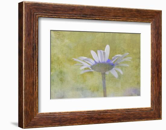 Oxeye Daisy composited with textured background-Adam Jones-Framed Photographic Print