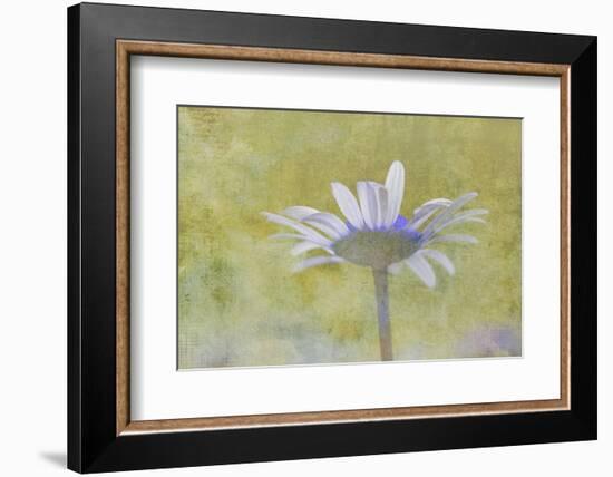 Oxeye Daisy composited with textured background-Adam Jones-Framed Photographic Print