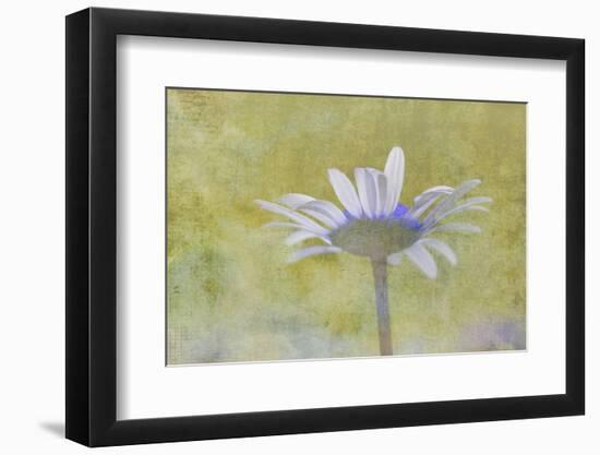 Oxeye Daisy composited with textured background-Adam Jones-Framed Photographic Print