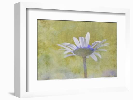 Oxeye Daisy composited with textured background-Adam Jones-Framed Photographic Print