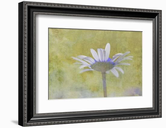 Oxeye Daisy composited with textured background-Adam Jones-Framed Photographic Print