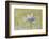 Oxeye Daisy composited with textured background-Adam Jones-Framed Photographic Print