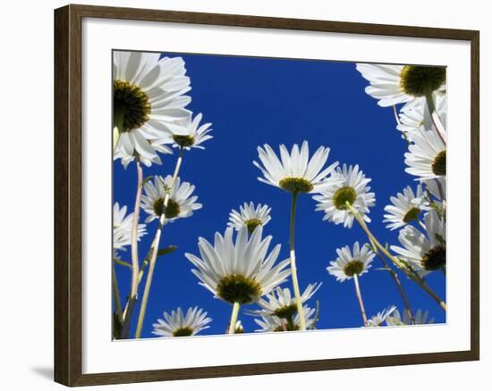 Oxeye Daisy Flowers, Cornwall, UK-Ross Hoddinott-Framed Photographic Print