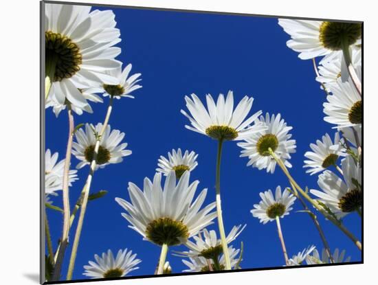 Oxeye Daisy Flowers, Cornwall, UK-Ross Hoddinott-Mounted Photographic Print