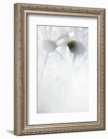 Oxeye Daisy, Gifford Pinchot National Forest, Washington, USA-Charles Gurche-Framed Photographic Print