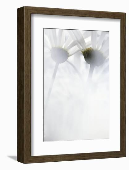 Oxeye Daisy, Gifford Pinchot National Forest, Washington, USA-Charles Gurche-Framed Photographic Print