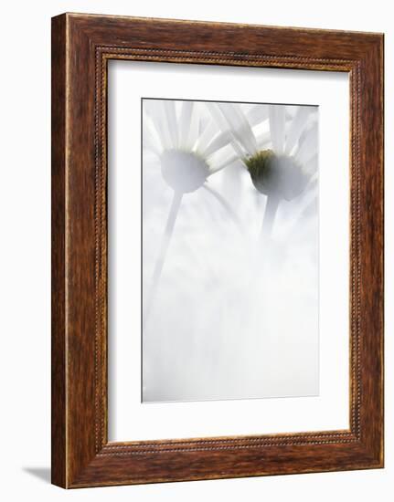 Oxeye Daisy, Gifford Pinchot National Forest, Washington, USA-Charles Gurche-Framed Photographic Print