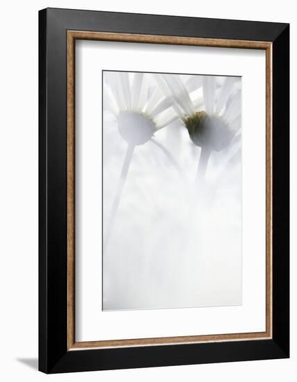 Oxeye Daisy, Gifford Pinchot National Forest, Washington, USA-Charles Gurche-Framed Photographic Print