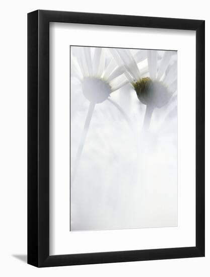 Oxeye Daisy, Gifford Pinchot National Forest, Washington, USA-Charles Gurche-Framed Photographic Print