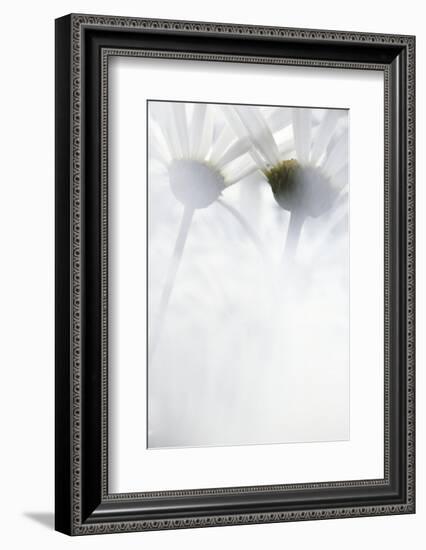 Oxeye Daisy, Gifford Pinchot National Forest, Washington, USA-Charles Gurche-Framed Photographic Print