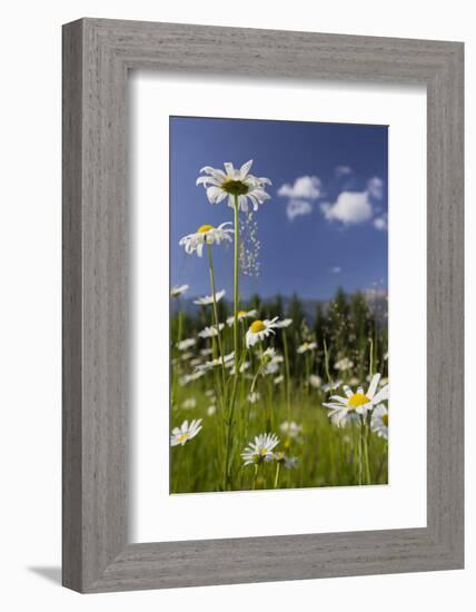 Oxeye Daisy (Leucanthemum Vulgare), Flower Meadow, Near Windischgarsten, Upper Austria-Rainer Mirau-Framed Photographic Print