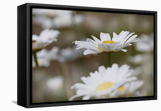 Oxeye Daisy, Leucanthemum vulgare, Louisville, Kentucky-Adam Jones-Framed Premier Image Canvas