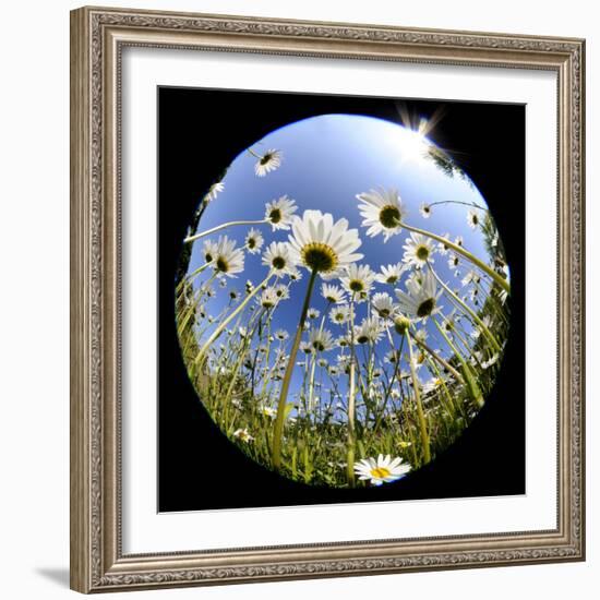 Oxeye Daisy Veiwed Through Fish-Eye Lens, Devon, UK, June 08-Ross Hoddinott-Framed Photographic Print