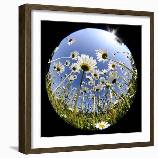 Oxeye Daisy Veiwed Through Fish-Eye Lens, Devon, UK, June 08-Ross Hoddinott-Framed Photographic Print