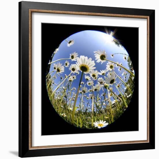 Oxeye Daisy Veiwed Through Fish-Eye Lens, Devon, UK, June 08-Ross Hoddinott-Framed Photographic Print