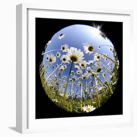 Oxeye Daisy Veiwed Through Fish-Eye Lens, Devon, UK, June 08-Ross Hoddinott-Framed Photographic Print