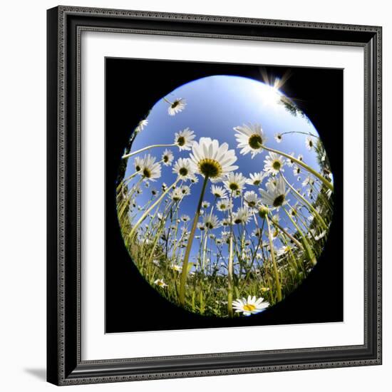 Oxeye Daisy Veiwed Through Fish-Eye Lens, Devon, UK, June 08-Ross Hoddinott-Framed Photographic Print