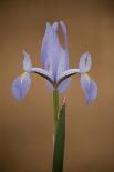 Iris (Iris Sp) in Flower, Doñana National and Natural Park, Huelva Province, Andalusia, Spain, May-Oxford-Photographic Print
