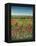 Oxford / Poppies, 1983-Frances Broomfield-Framed Premier Image Canvas