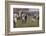 Oxford Versus Cambridge-S.t. Dadd-Framed Photographic Print