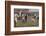 Oxford Versus Cambridge-S.t. Dadd-Framed Photographic Print