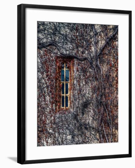 Oxford Vines-Steven Maxx-Framed Photographic Print