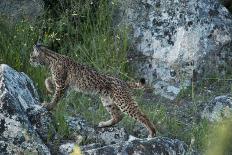 Wild Iberian Lynx (Lynx Pardinus) Male, Sierra De Andújar Np, Spain, Critically Endangered-Oxford-Mounted Photographic Print