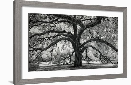 Oxley Oak, in front of Audubon Hall, LSU Quad-William Guion-Framed Art Print