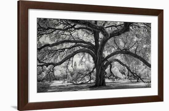 Oxley Oak, in front of Audubon Hall, LSU Quad-William Guion-Framed Art Print