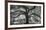 Oxley Oak, in front of Audubon Hall, LSU Quad-William Guion-Framed Art Print