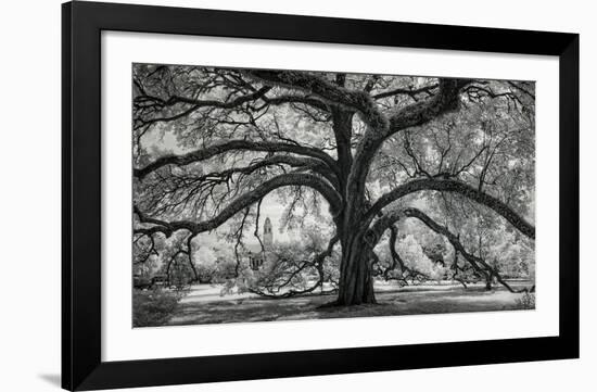 Oxley Oak, in front of Audubon Hall, LSU Quad-William Guion-Framed Art Print