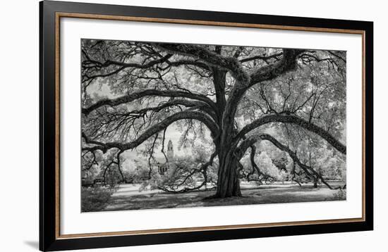 Oxley Oak, in front of Audubon Hall, LSU Quad-William Guion-Framed Art Print