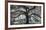 Oxley Oak, in front of Audubon Hall, LSU Quad-William Guion-Framed Art Print