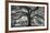 Oxley Oak, in front of Audubon Hall, LSU Quad-William Guion-Framed Art Print