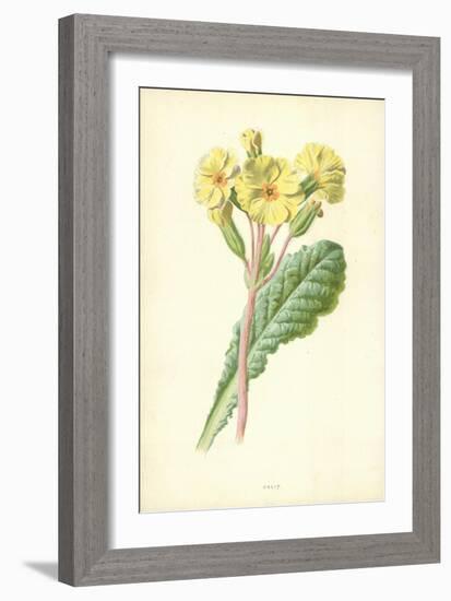 Oxlip-Frederick Edward Hulme-Framed Giclee Print