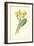 Oxlip-Frederick Edward Hulme-Framed Giclee Print