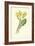 Oxlip-Frederick Edward Hulme-Framed Giclee Print