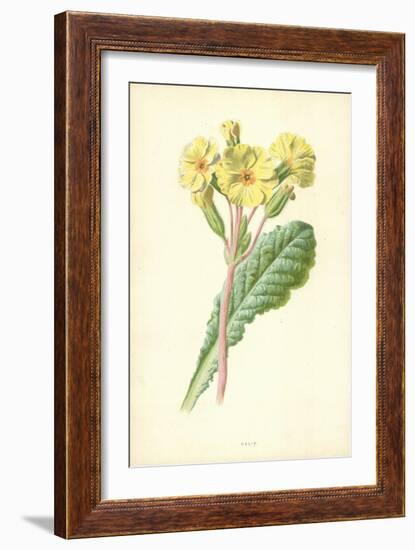 Oxlip-Frederick Edward Hulme-Framed Giclee Print