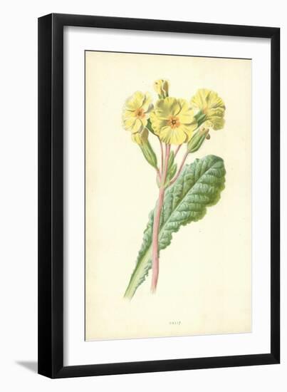 Oxlip-Frederick Edward Hulme-Framed Giclee Print