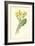 Oxlip-Frederick Edward Hulme-Framed Giclee Print