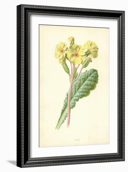 Oxlip-Frederick Edward Hulme-Framed Giclee Print