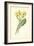 Oxlip-Frederick Edward Hulme-Framed Giclee Print