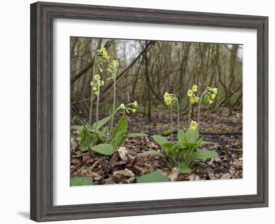 Oxlips flowering in coppice woodland, Suffolk, England-Andy Sands-Framed Photographic Print