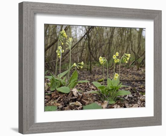 Oxlips flowering in coppice woodland, Suffolk, England-Andy Sands-Framed Photographic Print